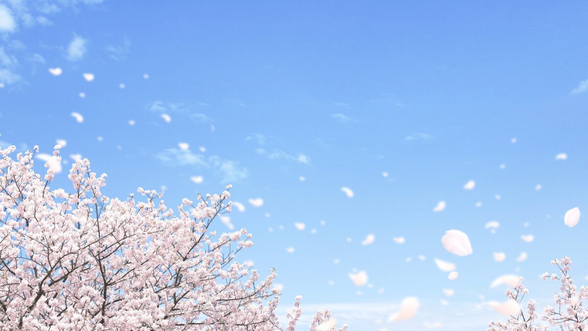 晴天に舞う桜